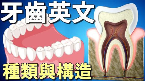 牙齒 單數|牙齒的英文單字，牙齒的英文是什麽